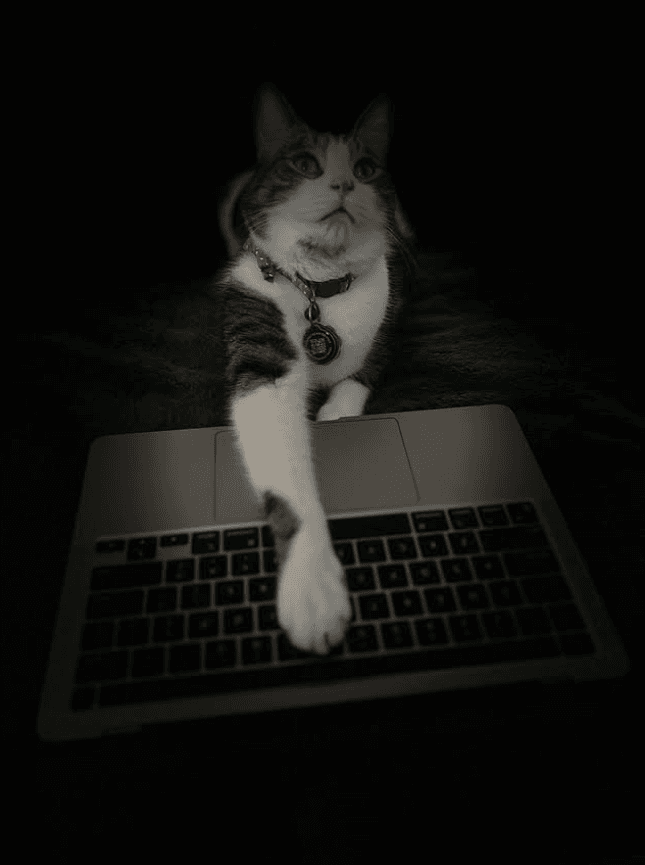 Milo the cat